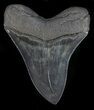 Serrated, Fossil Megalodon Tooth - Beautiful Tooth #56354-2